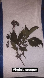 Virgínia Creeper Vine Seeds - Picture 1 of 2