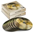 8x Round Coasters in the Box - Canadian Gosling Chick  #14143