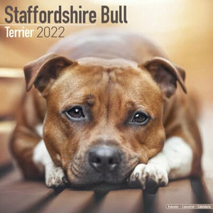 Calendrier 2022 - STAFFORDSHIRE BULLT TERRIER - Picture 1 of 2