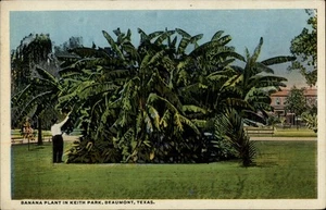 Beaumont,TX Banana Plant In Keith Park Jefferson County Texas Postcard - Picture 1 of 2