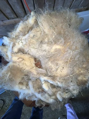 Icelandic fleece Ewe RAW 1.6 lbs as shown - Image 1 of 4