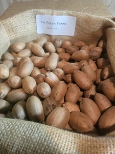 2025 Crop 30lb InShell Desirable Pecans-Free Shipping - Picture 1 of 3
