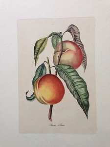 "Prunus Persica" Printed in Italy Hand Coloured - Picture 1 of 3