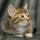 Greeting Sound Card By Really Wild Cards - Cute Kitten