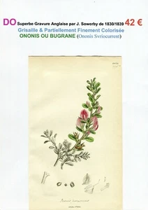 XIX ème - ONONIS ou BUGRANE (Ononis Svriocurrent) Superbe Gravure de 1830/1839 - Bild 1 von 2