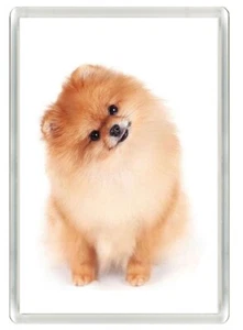 POMERANIAN POM CHARMING DOG ART PRINT NOVELTY FRIDGE MAGNET GREAT GIFT - Picture 1 of 1