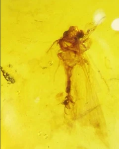 Cretaceous Fossil Burmese amber burmite Zergling insect amber Fossil Myanmar - Picture 1 of 5