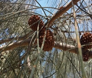 Weeping She Oak native plant Seeds X 30 Victorian Grown - Picture 1 of 7