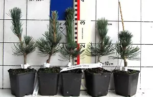 Pinus parviflora +Glauca+ --- blaue Mädchenkiefer - Bild 1 von 1