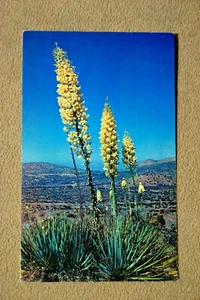 Desert Yuccas - Picture 1 of 2