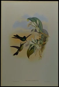 John Gould Leadbeaters Brilliant Hummingbird British Museum Official Print - Picture 1 of 2