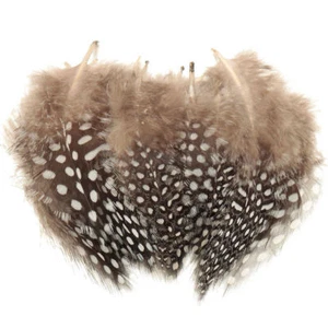 50x Vogelfedern Perlhuhn Perlhühner Gefieder Federn Millinery Dekoration Dekore - Bild 1 von 2