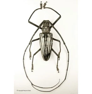 Batocera lamondi, dimensioni enormi 80 mm, A1/A-, Salomone è - Foto 1 di 1