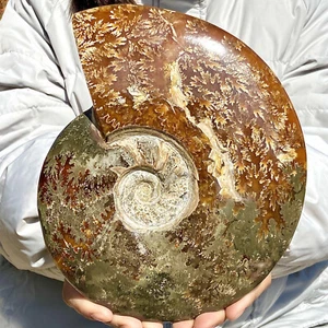 3.68LB Natural colour conch Ammonite specimens of Madagascar - Picture 1 of 12