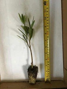 6 White Oleander - Live Plants - These are small starter plants. - Picture 1 of 2