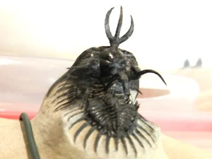 Walliserops trifurcatus,sp short Trident Trilobite Morocco semi-flying - Picture 1 of 6