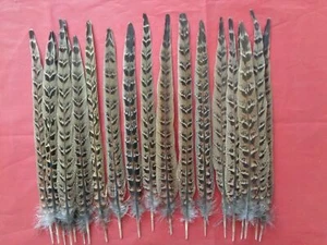 20 Hen Pheasant Centre Tail Feathers Natural - Gordon Griffiths - Picture 1 of 2