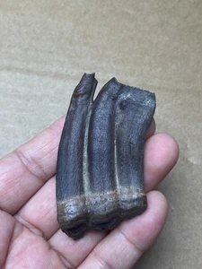 39g Beautiful Ice Age horse tooth specimen Pleistocene - Picture 1 of 17