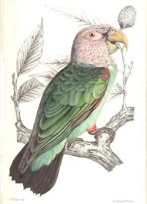 Original 1884 French Antique Hand-Colored Bird Print -T. XXXVIII Pl. XI - Image 1 of 2