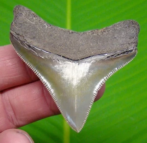 2,57" MEGALODON Haizahn SELTEN EINWANDFREI - Georgia, USA - Bild 1 von 3