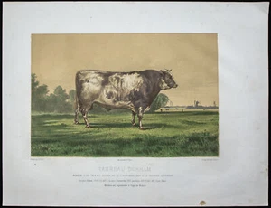 1873 - Durham Bull (Shorthorn) - Antique Lithograph - Bovine Breed Cow - Picture 1 of 5