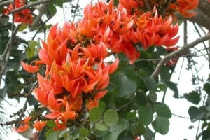 Butea Monosperma 5 Samen, Flamme des Waldes, medizinisch blühender Papageienbaum - Bild 1 von 4