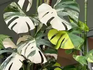 Albo Monstera 4 Rooted Nodes Pinnatum Fresh Cutting Epipremnum Variegated Plant - Picture 1 of 10