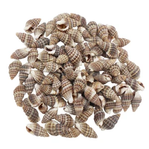 100PCS Black Sea Shell Conch 10-20mm Shell Decoration Art Ornament for Fish Tank - Picture 1 of 7