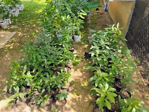 (AAK) 4 Saw Tooth Oak Trees seedlings 10 to14 ins. tall 10 months old - Picture 1 of 4