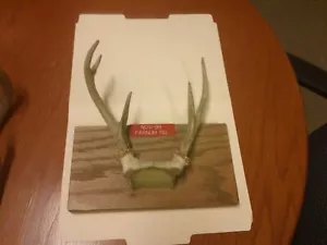 Cuerno de ciervo de cola blanca y gorro de cráneo MONTADO EN MADERA Taxidermia 5 puntos 8" spread PA30 - Imagen 1 de 3