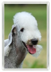 BEDLINGTON TERRIER BEAUTIFUL DOG HEAD ART PRINT NOVELTY FRIDGE MAGNET GREAT GIFT - Picture 1 of 1