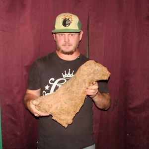 Triceratops Nasenhorn DINOSAURIER FOSSIL aus Hell Creek Formation KREIDEZEIT - Bild 1 von 8