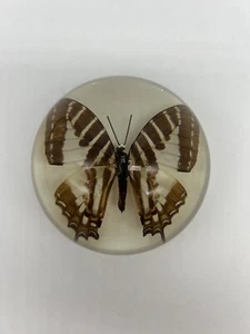 Vintage echter Schmetterling Lucite Briefbeschwerer 3,5 Zoll - Bild 1 von 9