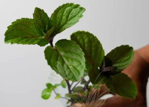 MINT-Chocolate Mint(Mentha×piperita f. citrata ‘Chocolate’) 2 Bare Rooted Plants - Picture 1 of 8