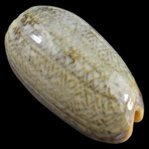 OLIVA RETICULATA f. EVANIA (Ille des Pins, New Caledonia) 45.1mm #47280 - Picture 1 of 4