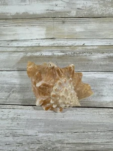 Conchiglia conchiglia 4" bianca nautica vita marina oceano spiaggia decorazione conchiglia - Foto 1 di 11