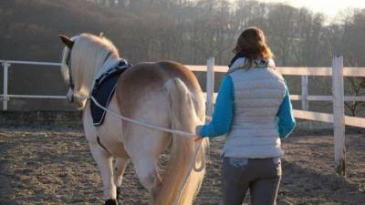 Langzügel aus Baumwolle - für die Arbeit am langen Zügel - 2 x 4 mtr oder 8 mtr