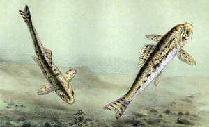 Estampe gravure lithographie illustration de poisson LE GOUJON COMMUN de 1868 - Imagen 1 de 2