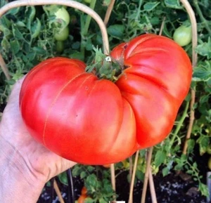 Ponderosa tomato seeds non-gmo heirloom open pollinated - Picture 1 of 12