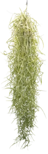 Tillandsia usneoides, Tillandsien, Bromeliengewächs - Bild 1 von 3