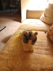 Webkinz Small Signature Grey Tabby Cat NO CODE