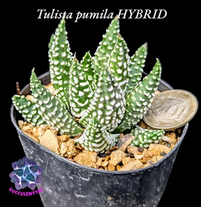 Haworthia pumila , Tulista pumila HYBRID succulent Gasteria Aloe family - Picture 1 of 4
