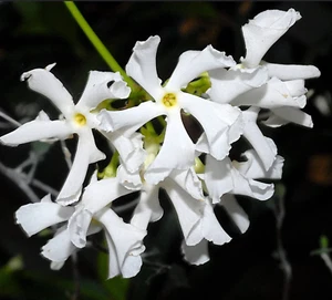Trachelospermum (ohne. Rhyncospermum) Jasminoides 80-110cm - - falscher Jasmin ( - Bild 1 von 1