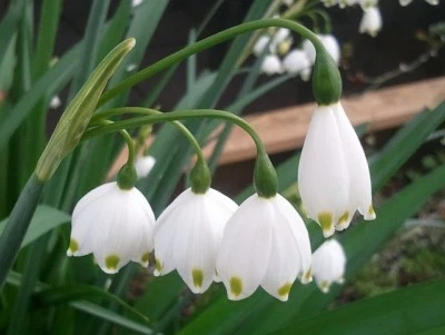 Leucojum aestivum 'Gravetye Giant' - Copo de nieve de verano - 100 bulbos de flores cultivados en EE. UU. Foto 1 de 4