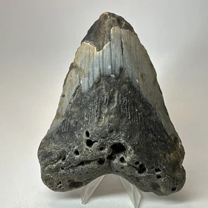 Megalodon Shark Tooth 5.17 Inch - Real - Carolina Fossil - Natural Teeth 19667 - Picture 1 of 8