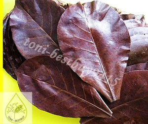 100 pcs. Best Catappa Ketapang Indian Almond Leaves Shrimp Betta Discus Cichlid - Picture 1 of 8