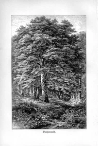 1896 KERNER LITHOGRAPH beech forest - Picture 1 of 2