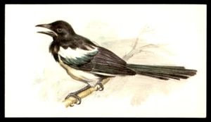 Grandee British Birds Collection 1980 - Magpie No.28 - Picture 1 of 2