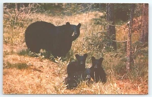 Postcard Black Bears and Cubs Great Smoky Mountains National Park - Picture 1 of 3