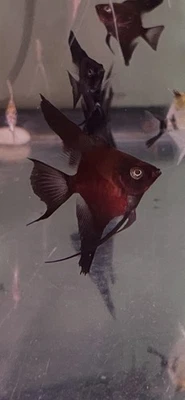Black Angel Fish  (With Pink Body) Beautiful ! Quarter + Body Size (Pack 3 Fish) - Image 1 of 4